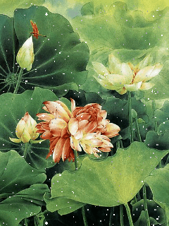 240_320竖版 竖屏gif 动态图 动图