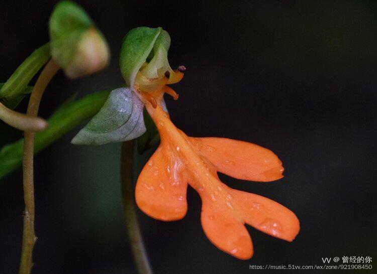 首发橙黄玉凤花