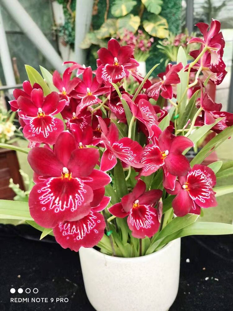 米尔特兰它的花心跟一个个仙女下凡是的