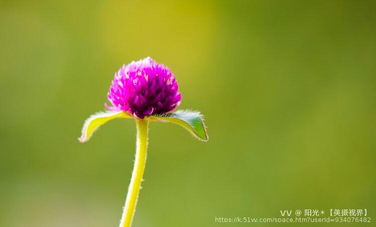 阳光☀️【美摄视界】