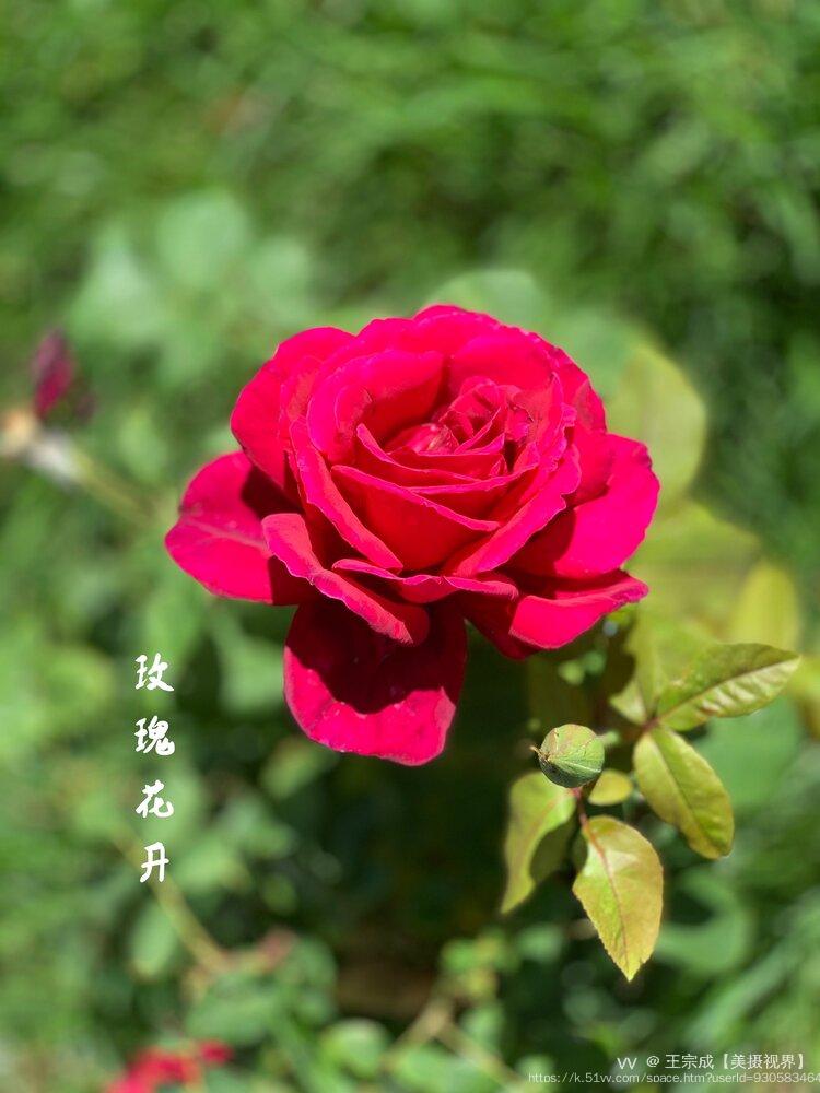 王宗成【美摄视界】