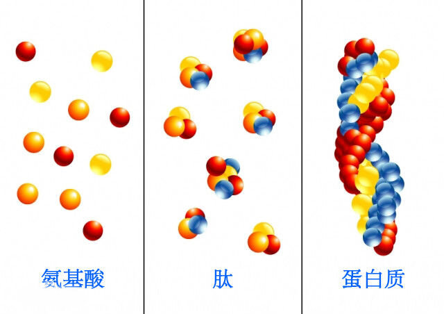 大豆表皮细胞结构图图片