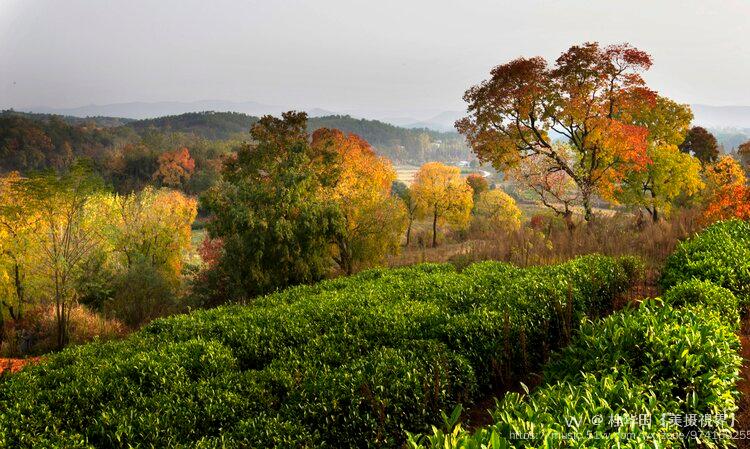 中国乌桕之乡 大悟红叶 (之一)