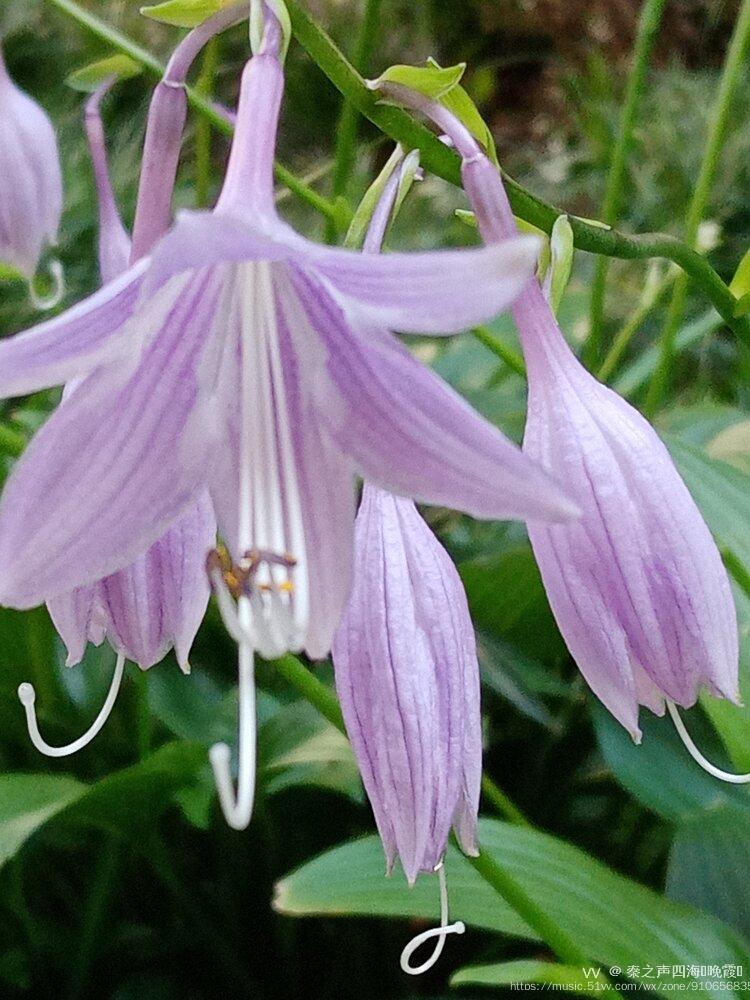 玉簪花