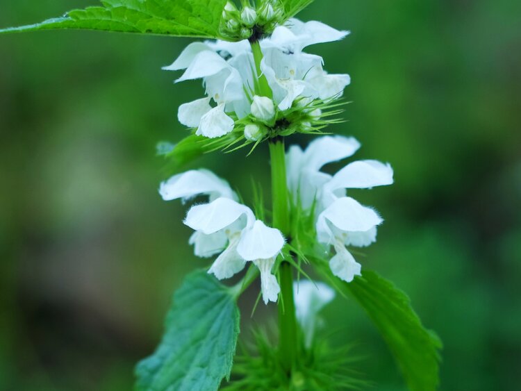 洁白典雅野芝麻花
