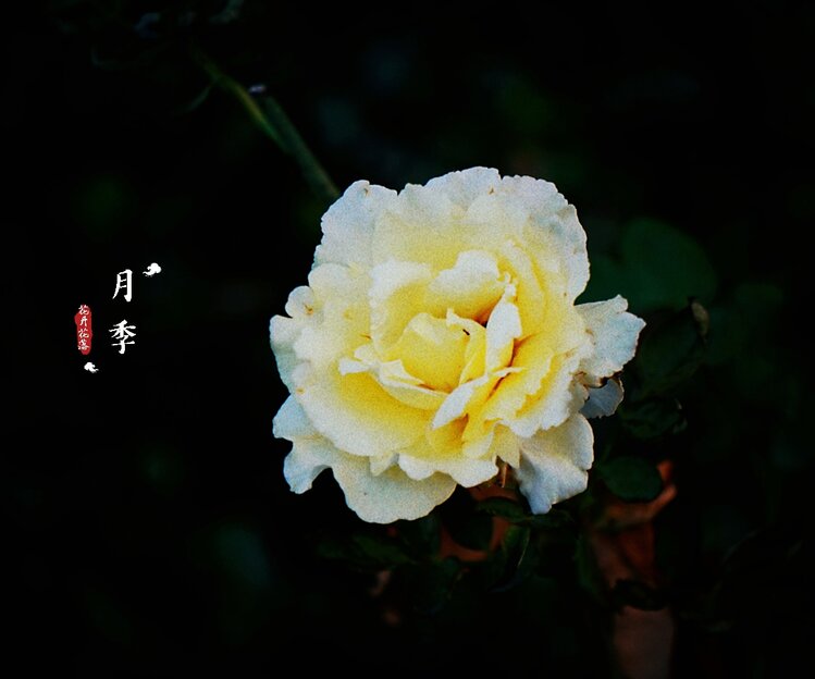 妩媚的月季花3首发