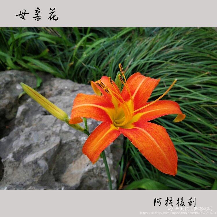 阿拉【爱花家园】