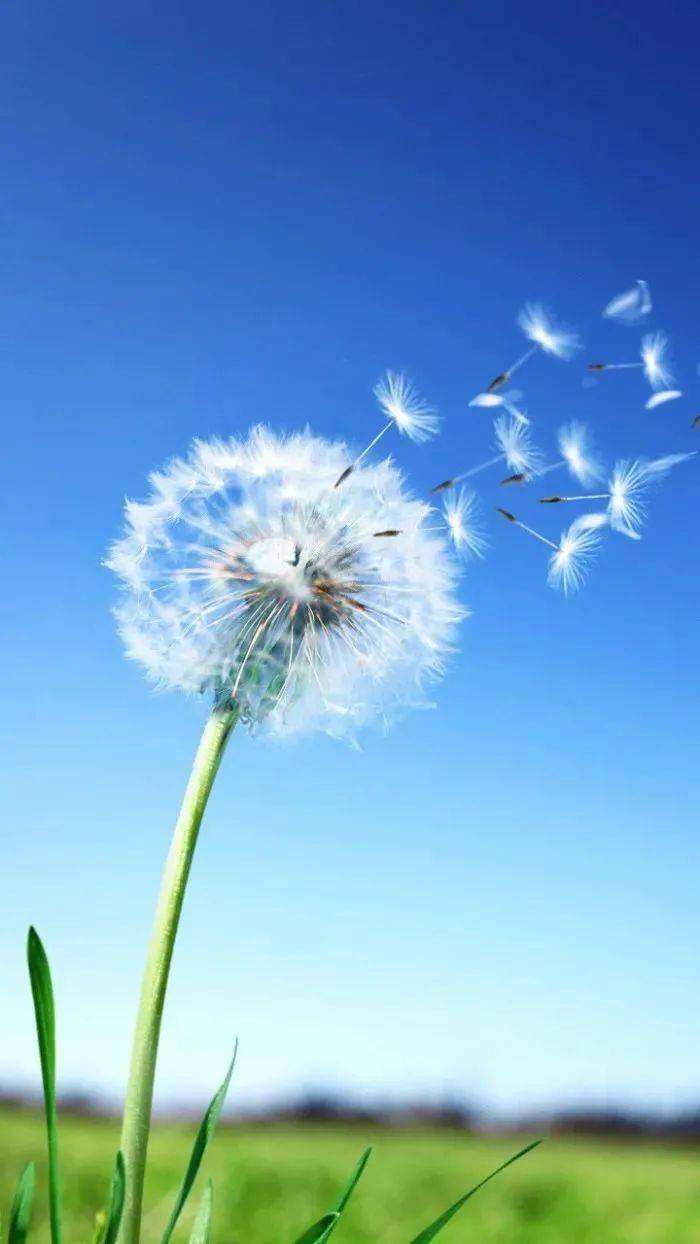 蒲公英的花絮黑马