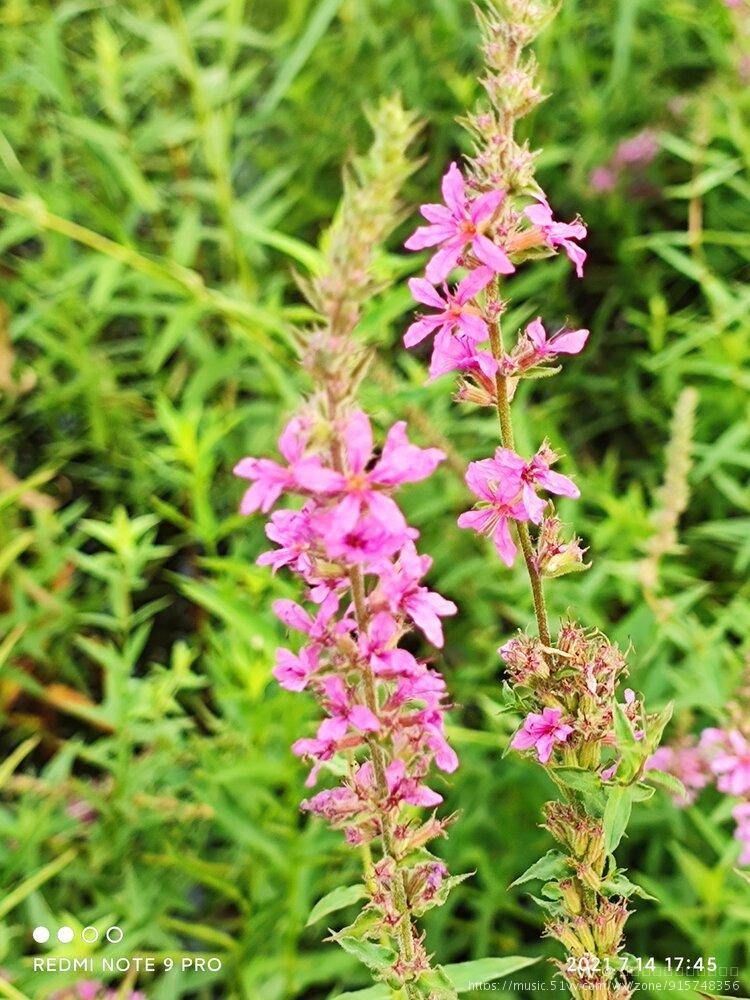 《清新淡雅 黄芩花》