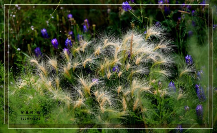 芒草生香芒草生香