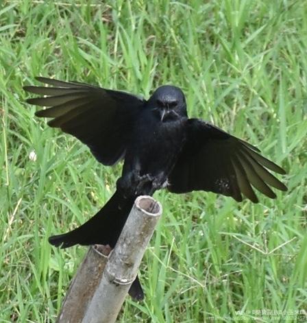 黑色好斗之徒乌秋鸟首发