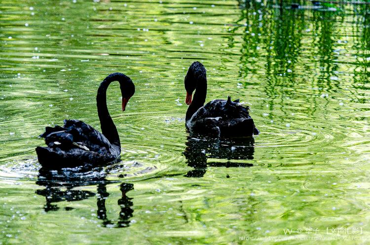 华子 【文声汇影】