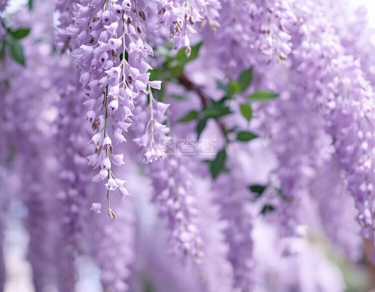 小浅🎤V娱热点