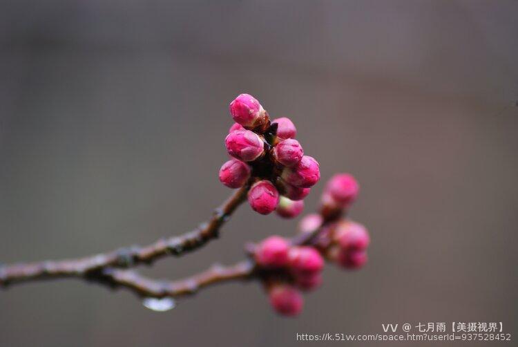 七月雨【美摄视界】 