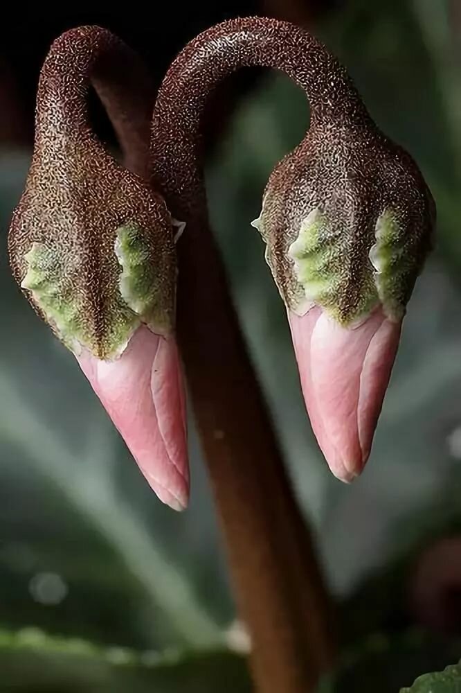 世上最美的奇花异草