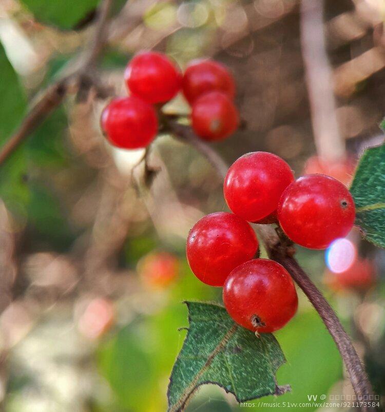 忍冬果首发