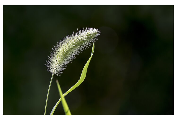 首發灑滿陽光的小草