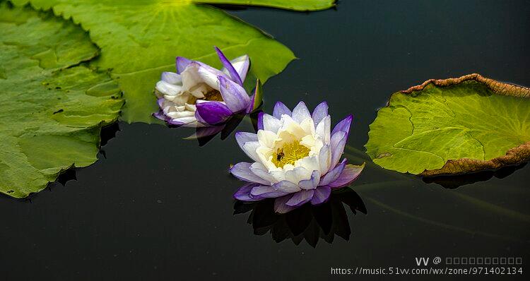 埃及蓝睡莲首发