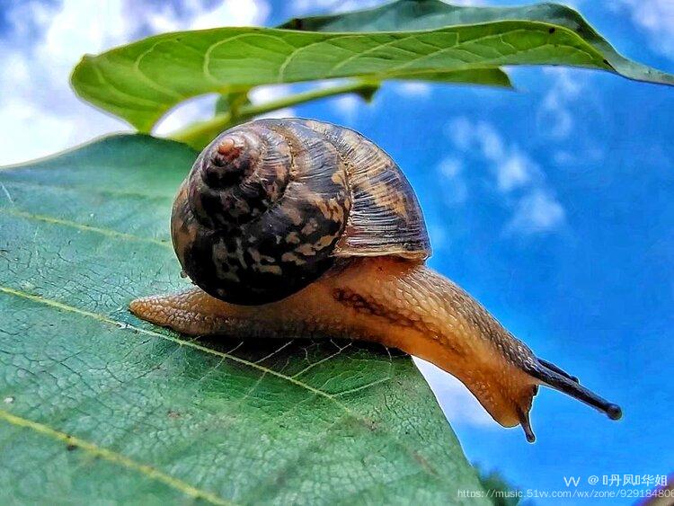 非洲大蜗牛(学名:achatina fulica,玛瑙螺科非洲大