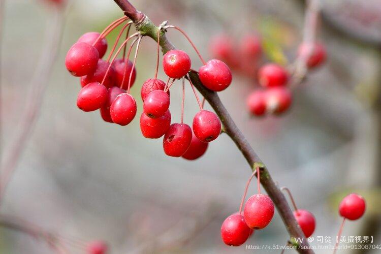 司徒【美摄视界】