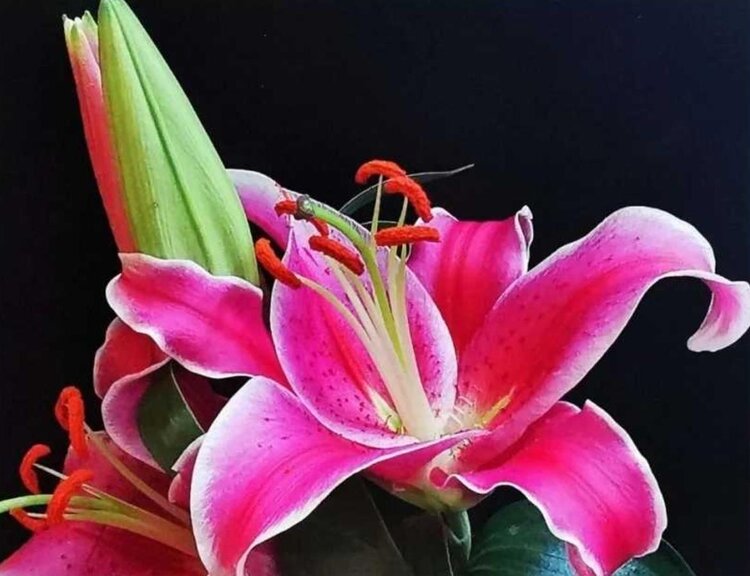 苏菲航