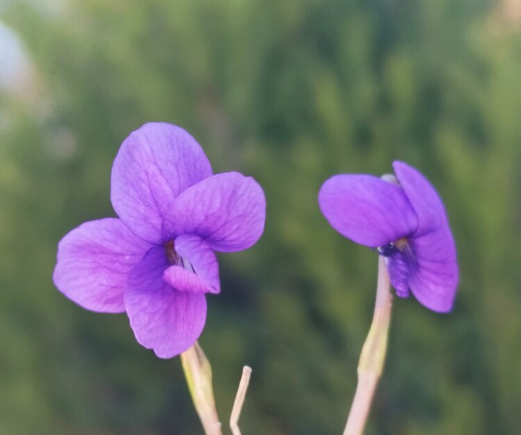 青青子衿【文声汇影】