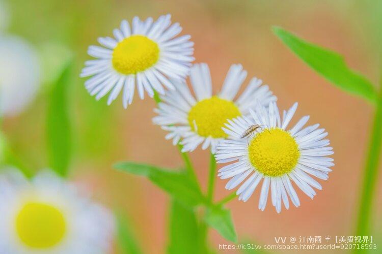 江南雨 ☔️【美摄视界】