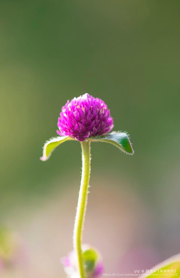 阳光☀️【美摄视界】