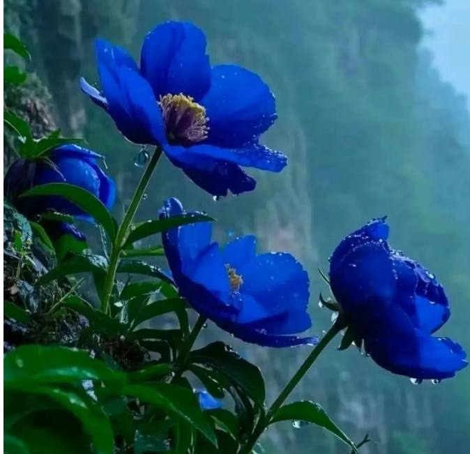 小浅🎤V娱热点