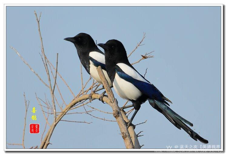喜鹊枝头叫喳喳