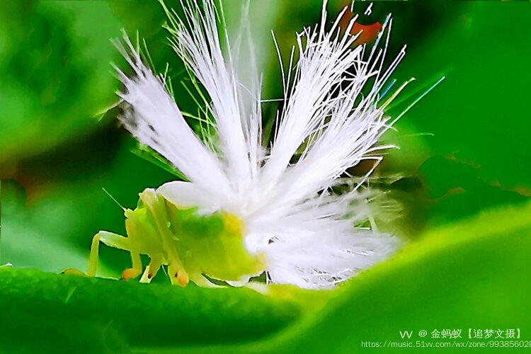 白翅蜡蝉图片图片