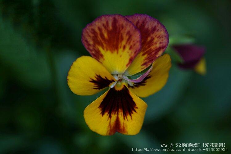 52鹦ꦿོ鹉螺ꦿ【爱花家园】