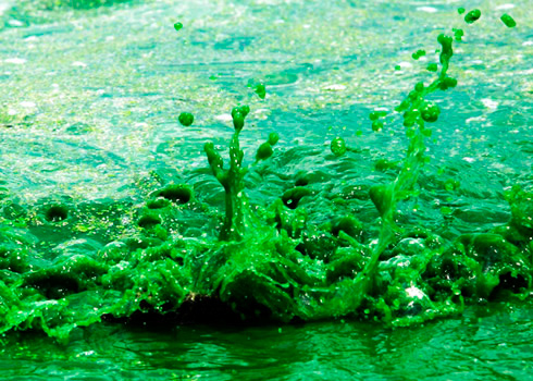 我听见爱情,我相信爱情爱情是一潭挣扎的蓝藻如同一阵凄微的风穿过我