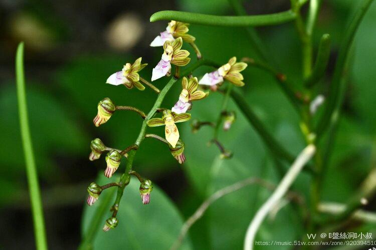 花城广州广东隔距兰