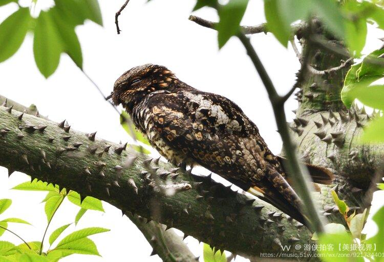 普通夜鹰是夜鹰目夜鹰科夜鹰属的鸟类.又名蚊母鸟,贴树皮,鬼鸟,夜燕.