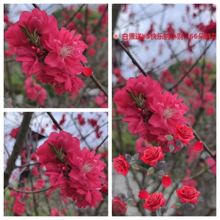 梅香🎤V娱热点