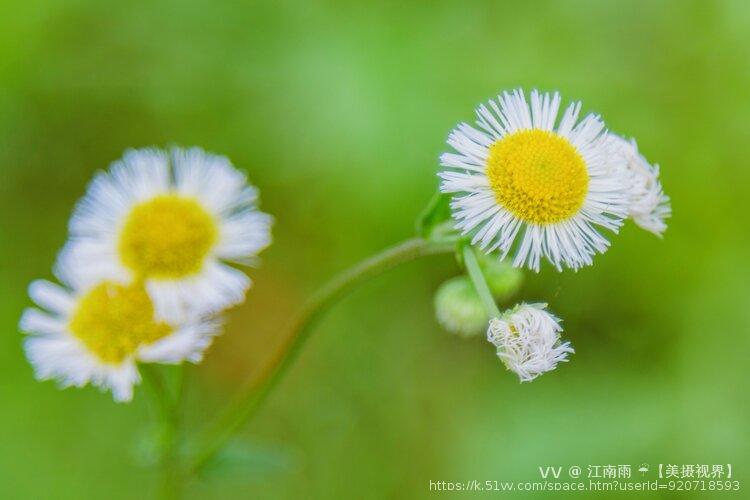 江南雨 ☔️【美摄视界】