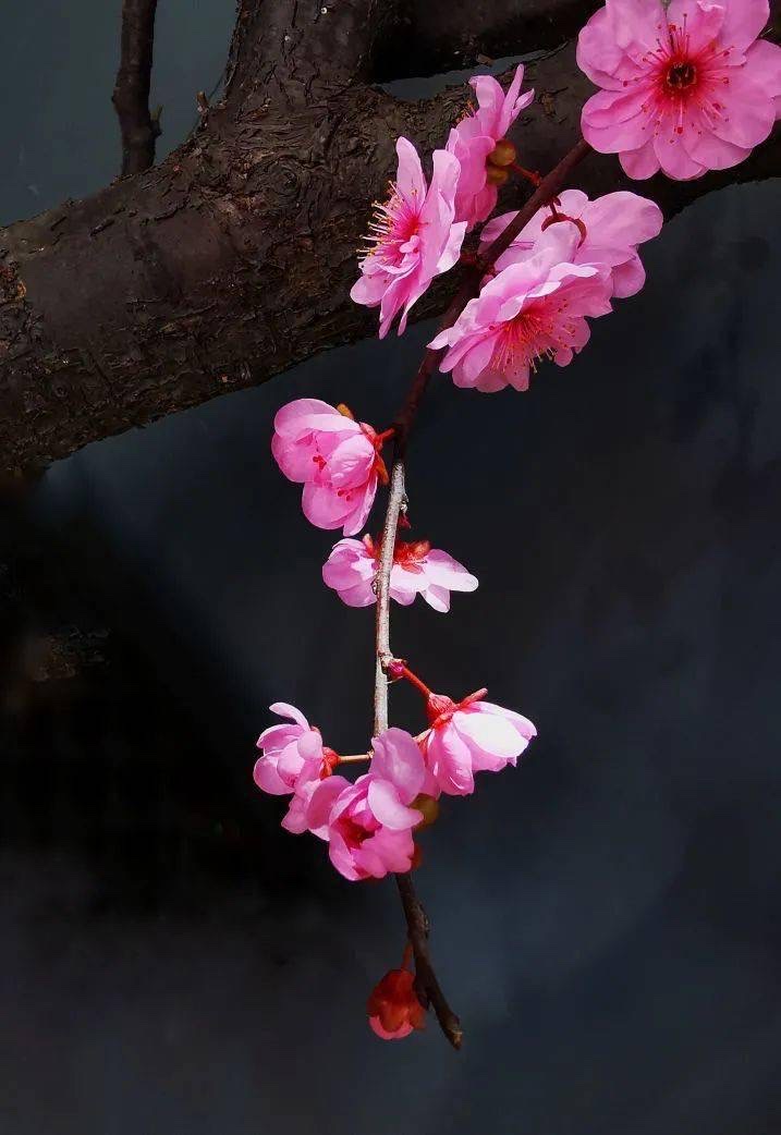 斯文笑脸【汤圆文学社】