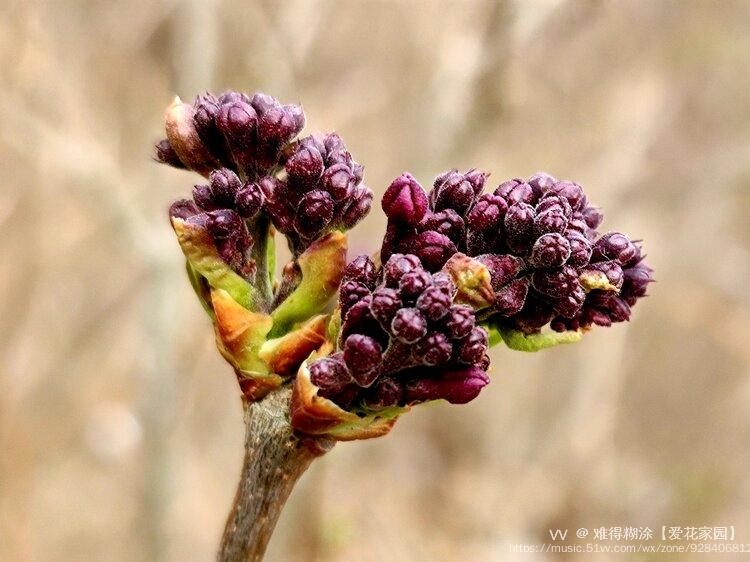 微距紫丁香花苞vv首发