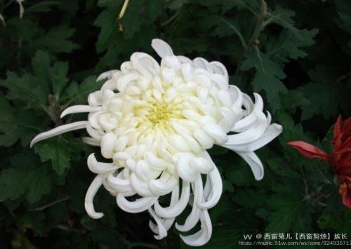 西窗回忆61①最后的车站②家的味道③父亲母亲和我首发