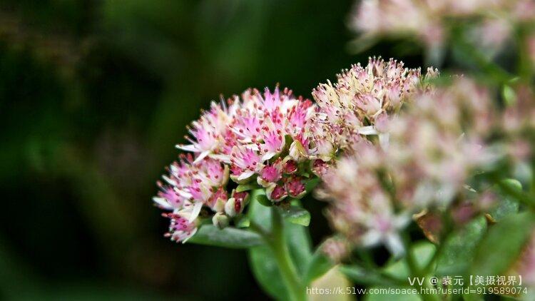 袁元【美摄视界】