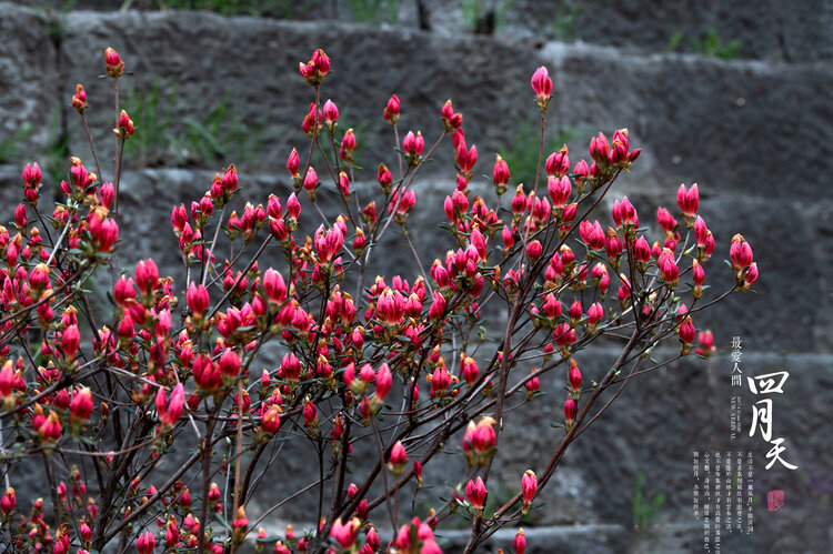 柳之影【美摄视界】