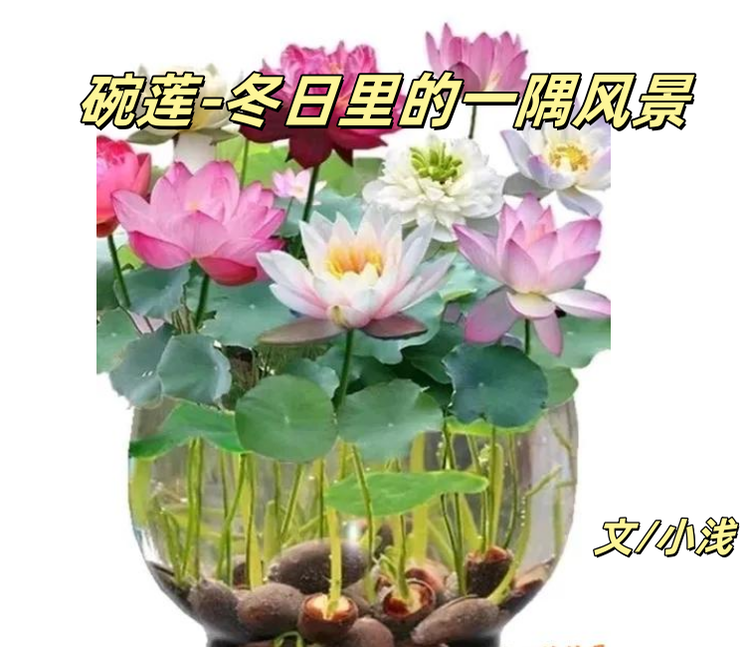 小浅🎤V娱热点