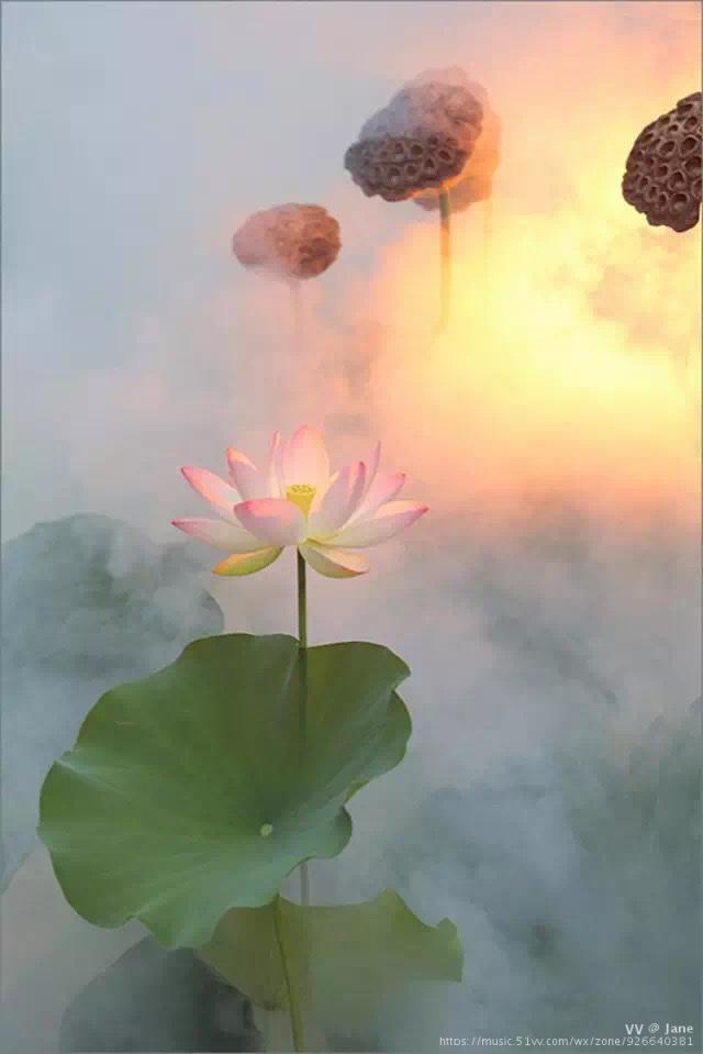 莲的心事作者席慕容