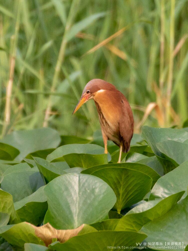 知足常乐【美摄视界】
