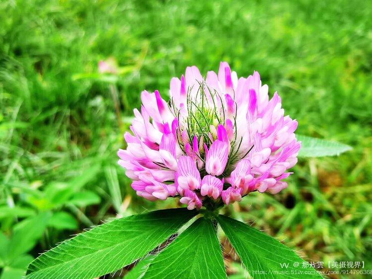 红花苜蓿1〔首发