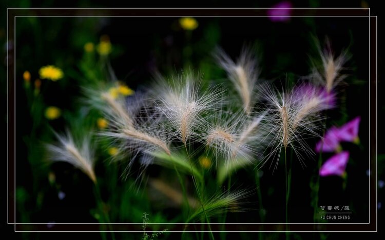 原创首发芒草生香