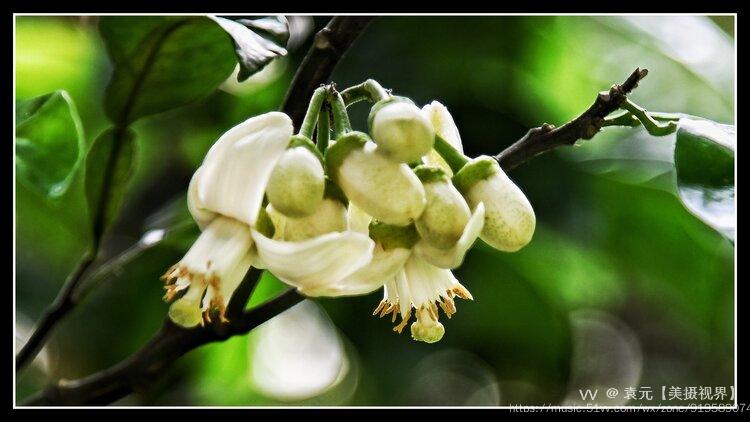 小东大东杼柚其空柚子树开花首发