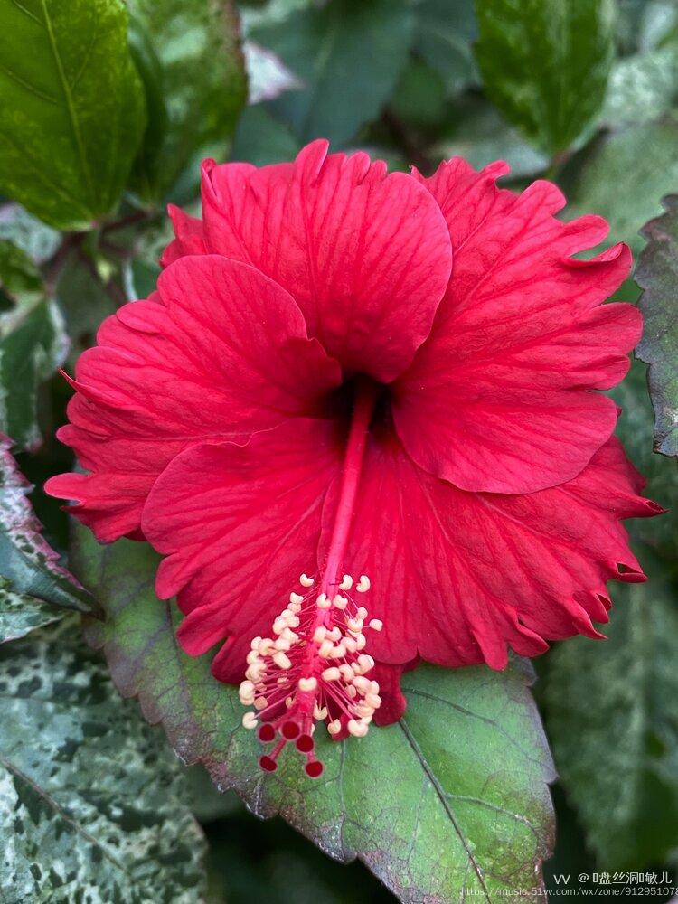 首发花城广州朱槿花开