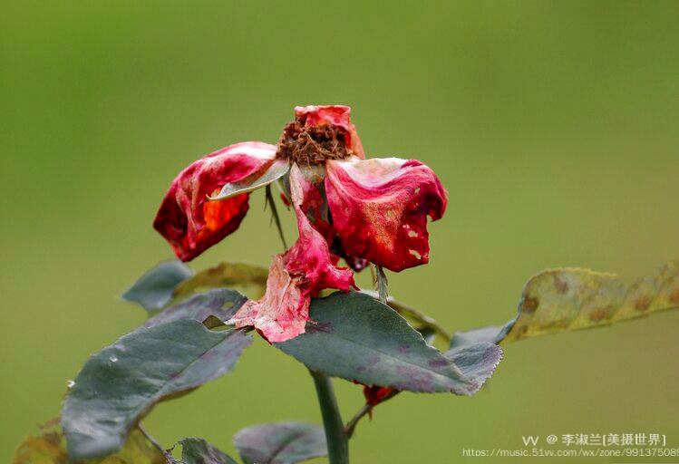 (首发) 凋谢的月季花